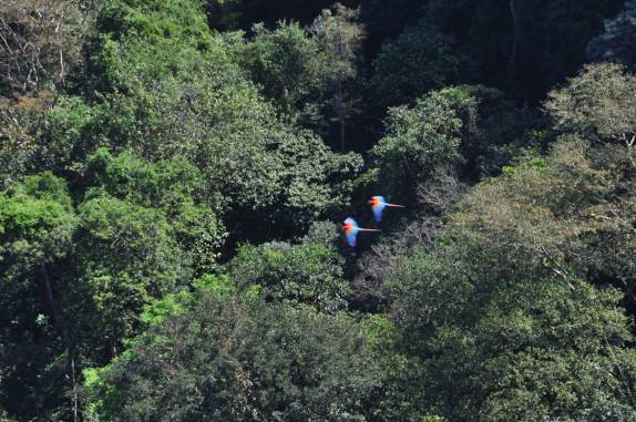 Um casal de araras coloridas dá um show em revoada no Centro Geodésico, na Chapada dos Guimarães, no Mato Grosso